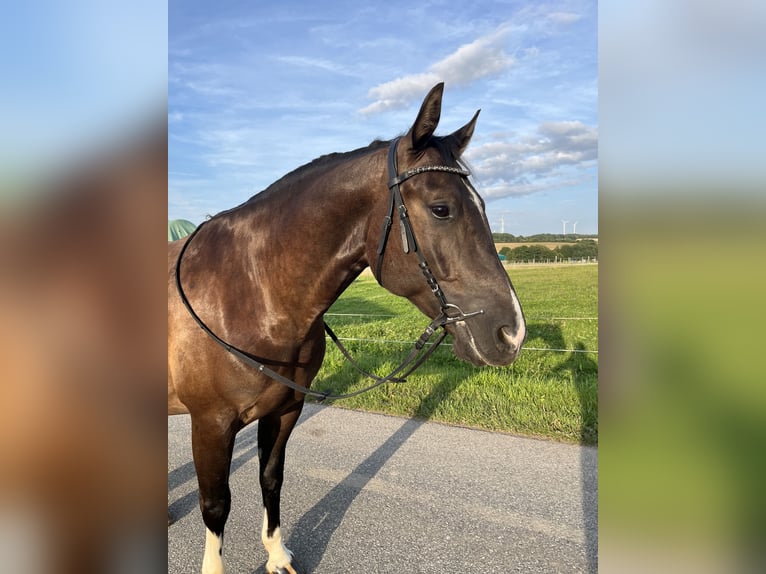 Pintos Croisé Hongre 7 Ans 155 cm Noir in Kastellaun