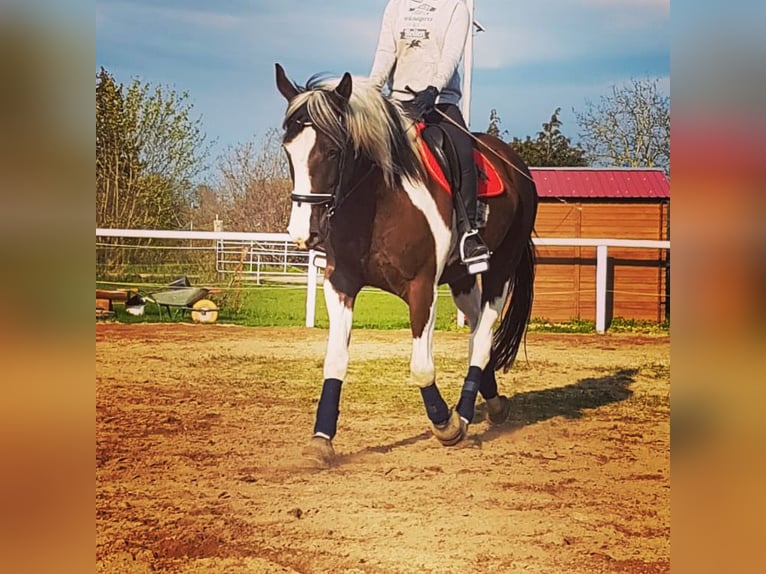 Pintos Hongre 7 Ans 165 cm Pinto in Oebisfelde