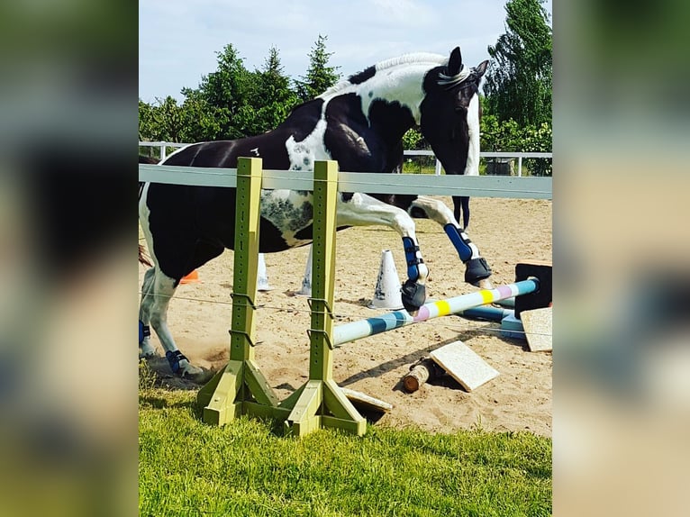Pintos Hongre 7 Ans 165 cm Pinto in Oebisfelde