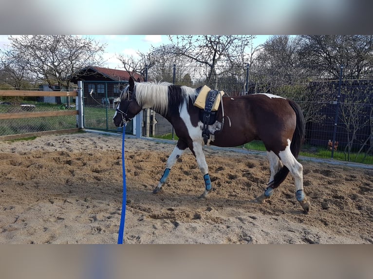 Pintos Hongre 7 Ans 165 cm Pinto in Oebisfelde