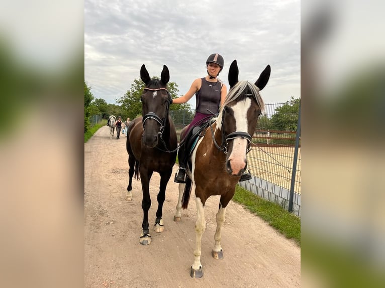 Pintos Hongre 7 Ans 165 cm Pinto in Oebisfelde