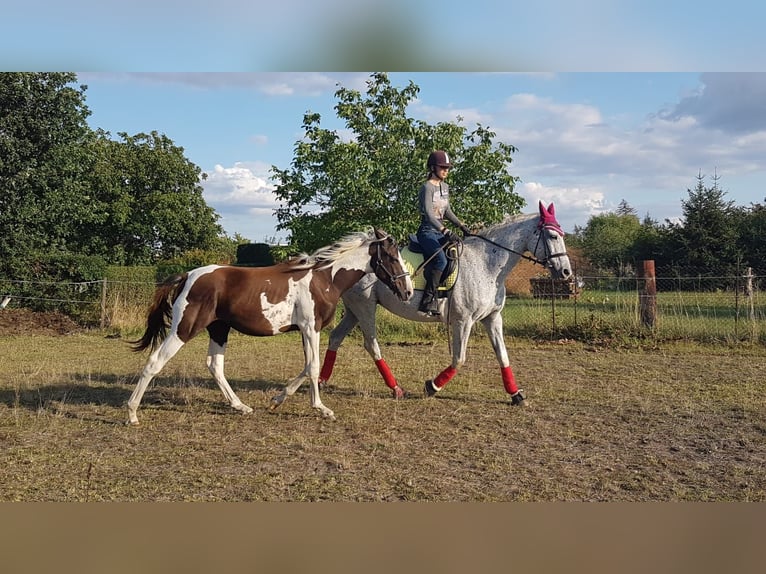 Pintos Hongre 7 Ans 165 cm Pinto in Oebisfelde