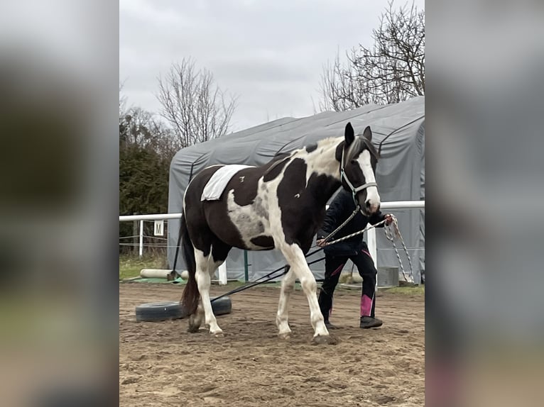 Pintos Hongre 7 Ans 165 cm Pinto in Oebisfelde