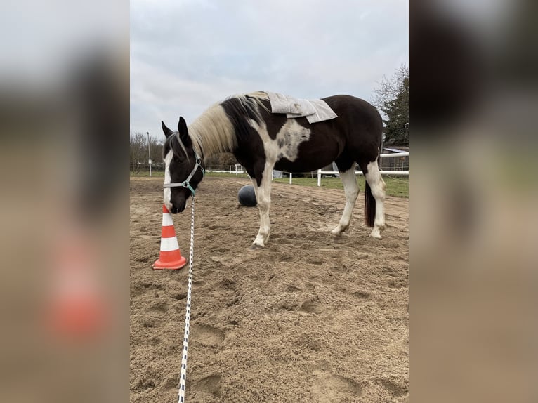 Pintos Hongre 7 Ans 165 cm Pinto in Oebisfelde