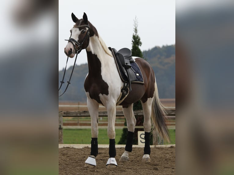 Pintos Hongre 7 Ans 170 cm Pinto in St Marein bei Graz