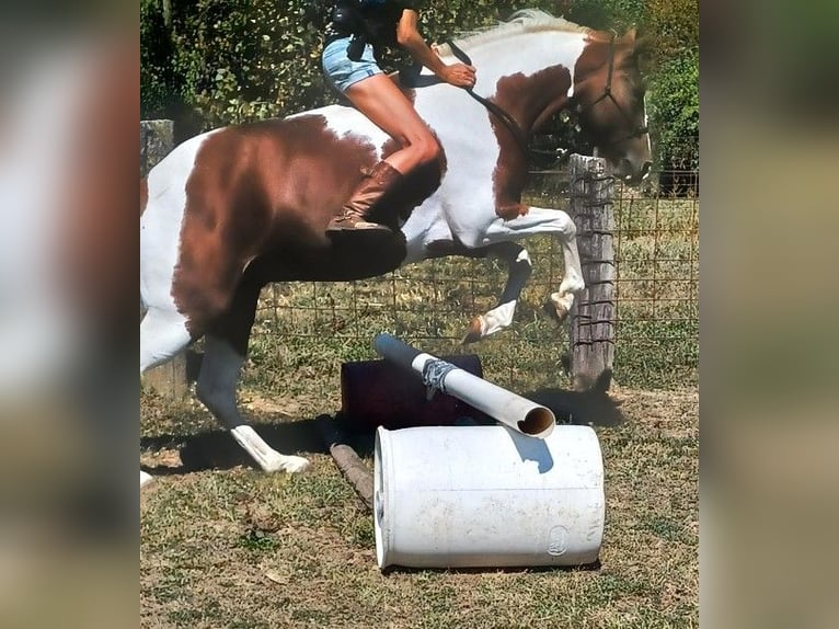Pintos Croisé Hongre 8 Ans 152 cm Alezan brûlé in Lagro, IN
