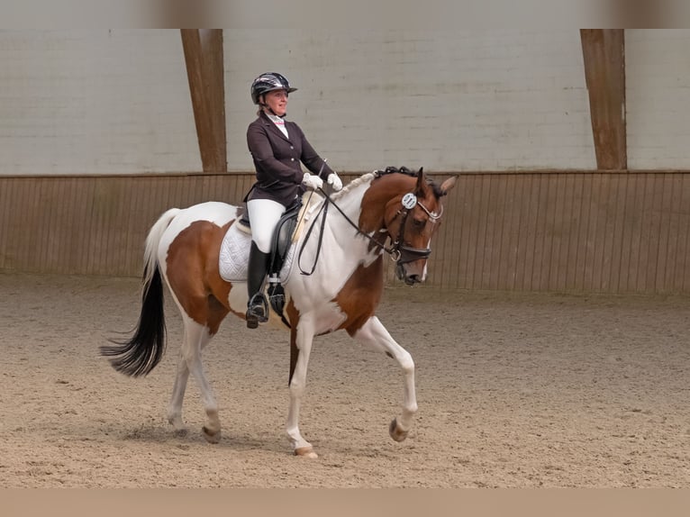 Pintos Hongre 8 Ans 173 cm Pinto in Leer (Ostfriesland)