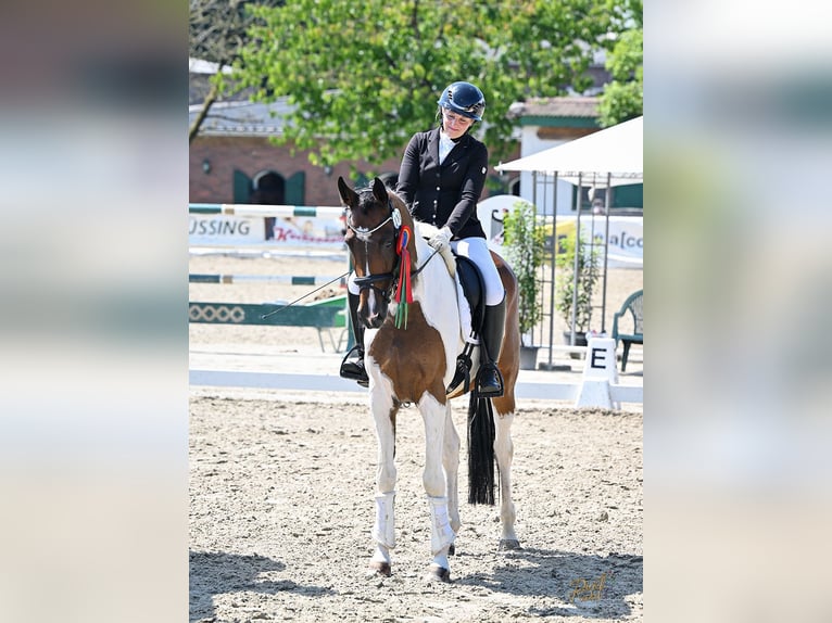 Pintos Hongre 8 Ans 173 cm Pinto in Leer (Ostfriesland)