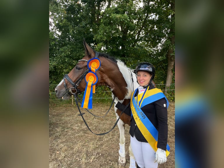 Pintos Hongre 8 Ans 173 cm Pinto in Leer (Ostfriesland)