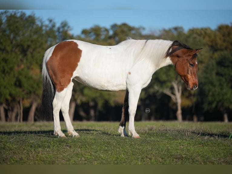 Pintos Hongre 9 Ans 145 cm Pinto in Weatherford