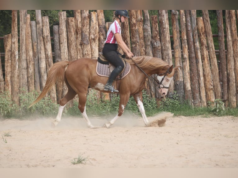 Pintos Croisé Hongre 9 Ans 152 cm Pinto in Athens