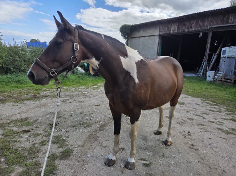 Pintos Hongre 9 Ans 156 cm Pinto in Vienenburg