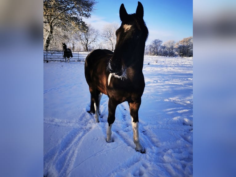 Pintos Hongre 9 Ans 162 cm Pinto in Wanderup
