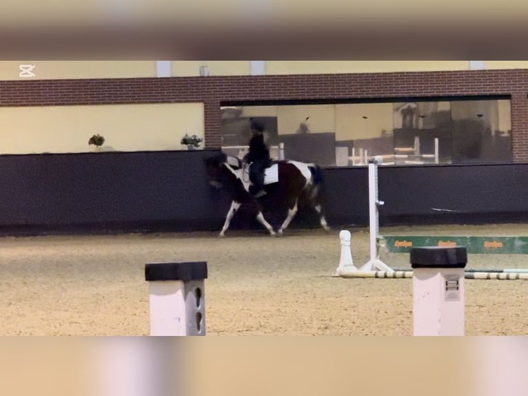 Pintos Croisé Hongre 9 Ans 165 cm Pinto in Franzensdorf