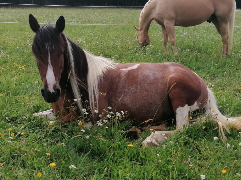 Pintos Jument 10 Ans 136 cm Pinto in Gutau