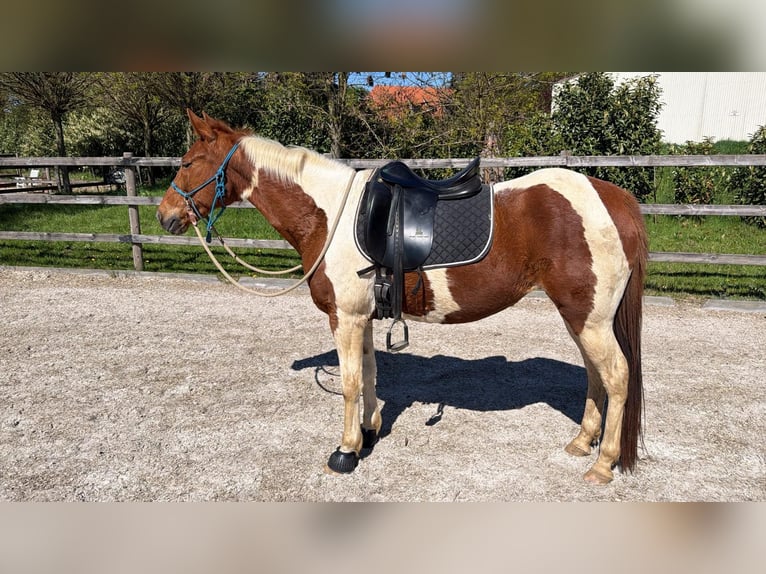 Pintos Croisé Jument 10 Ans 149 cm Pinto in Mettingen