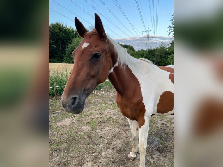 Pintos Croisé Jument 10 Ans 149 cm Pinto in Mettingen