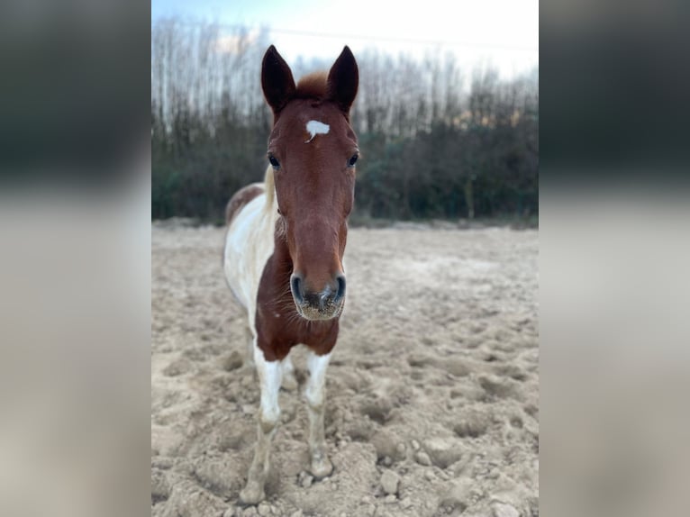 Pintos Croisé Jument 10 Ans 149 cm Pinto in Mettingen