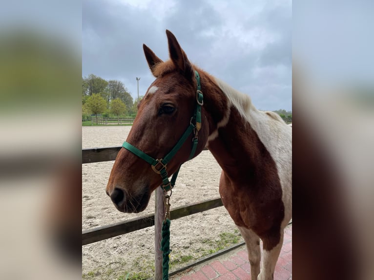 Pintos Croisé Jument 10 Ans 149 cm Pinto in Mettingen