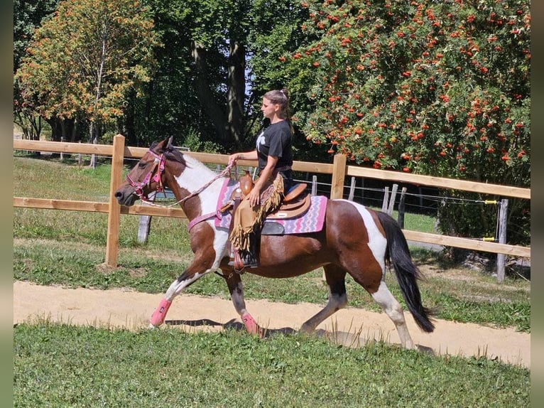 Pintos Jument 10 Ans 150 cm Pinto in Linkenbach