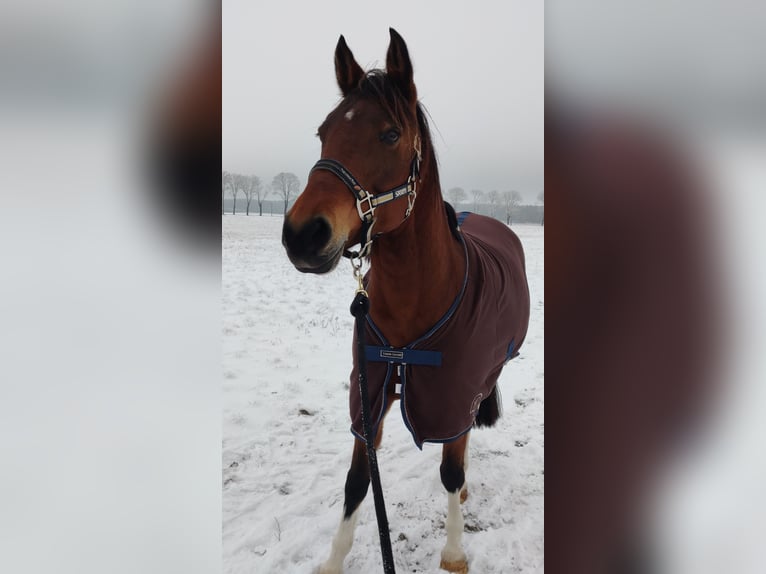 Pintos Jument 10 Ans 153 cm Bai in Falkensee