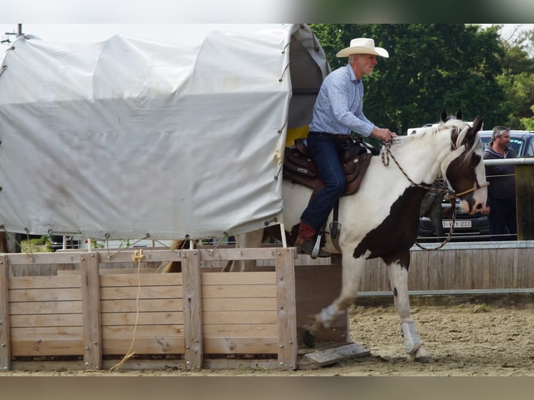 Pintos Croisé Jument 10 Ans 167 cm Pinto in Maarkedal
