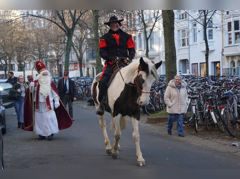 Pintos Croisé Jument 10 Ans 167 cm Pinto in Maarkedal