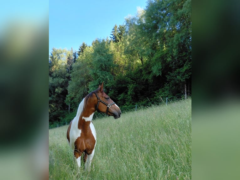 Pintos Jument 12 Ans 170 cm Pinto in Hermagor-Pressegger See