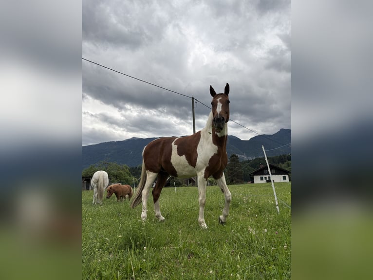 Pintos Jument 12 Ans 170 cm Pinto in Hermagor-Pressegger See