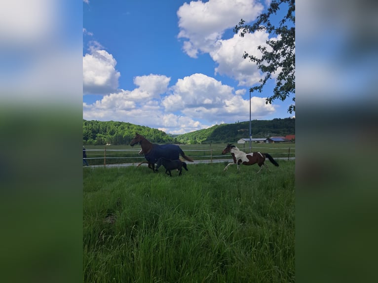 Pintos Jument 13 Ans 144 cm Pinto in Heidenheim an der Brenz
