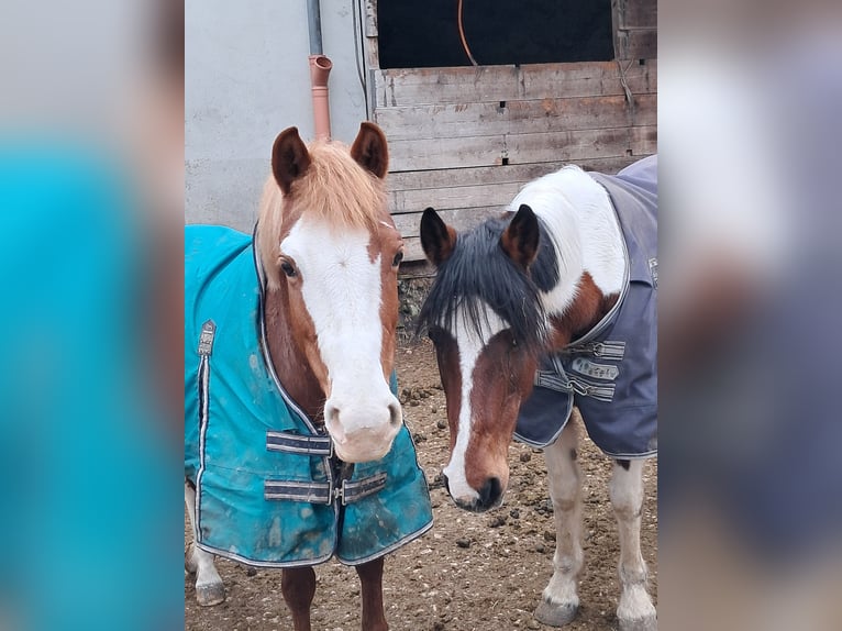 Pintos Jument 13 Ans 144 cm Pinto in Heidenheim an der Brenz