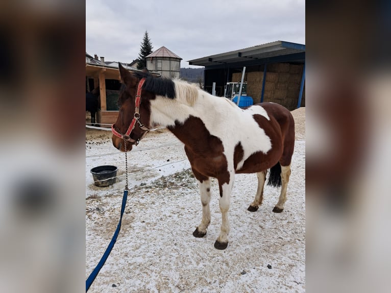 Pintos Jument 13 Ans 144 cm Pinto in Heidenheim an der Brenz