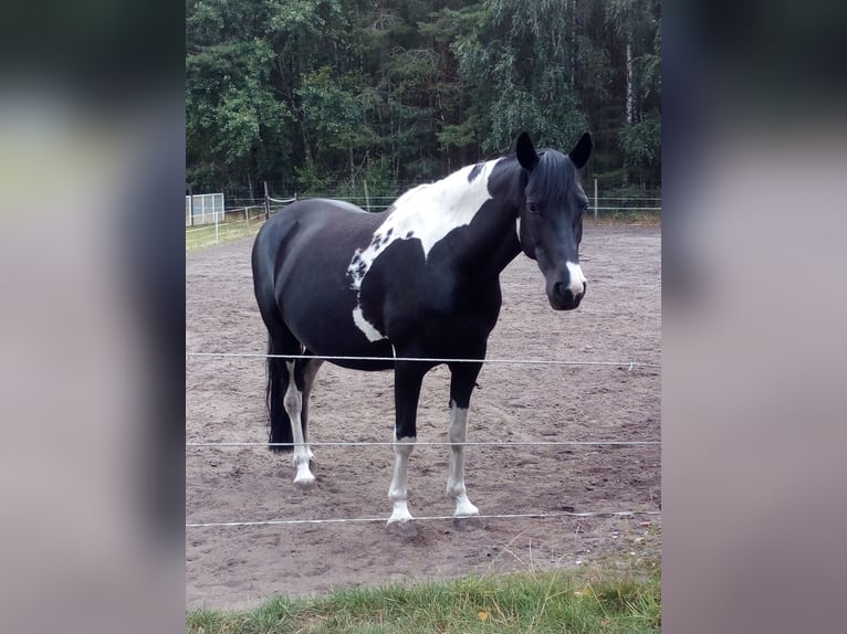 Pintos Jument 13 Ans 154 cm  in Wittingen