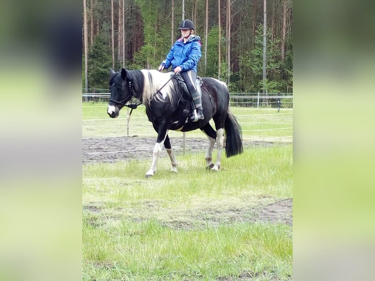 Pintos Jument 13 Ans 154 cm  in Wittingen