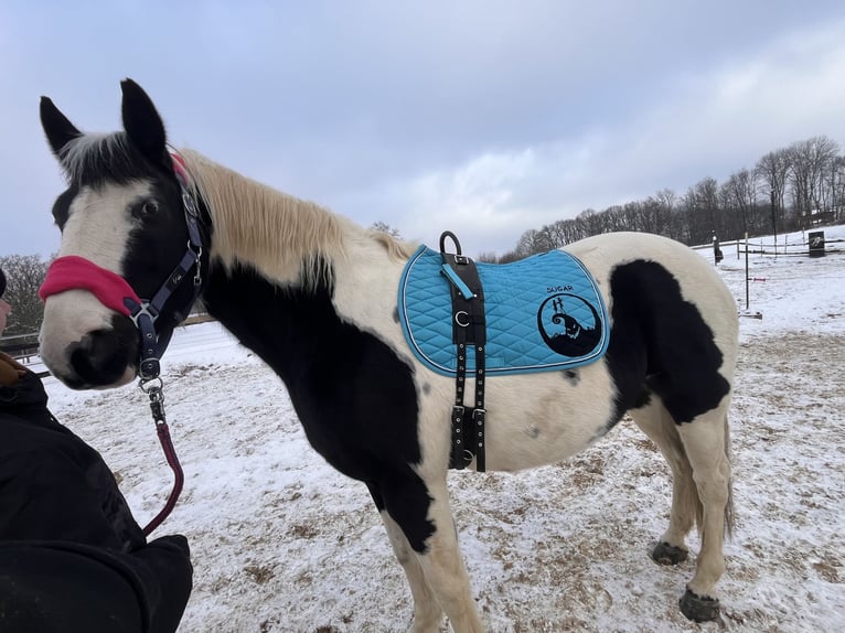 Pintos Jument 13 Ans 159 cm Pinto in Hagen