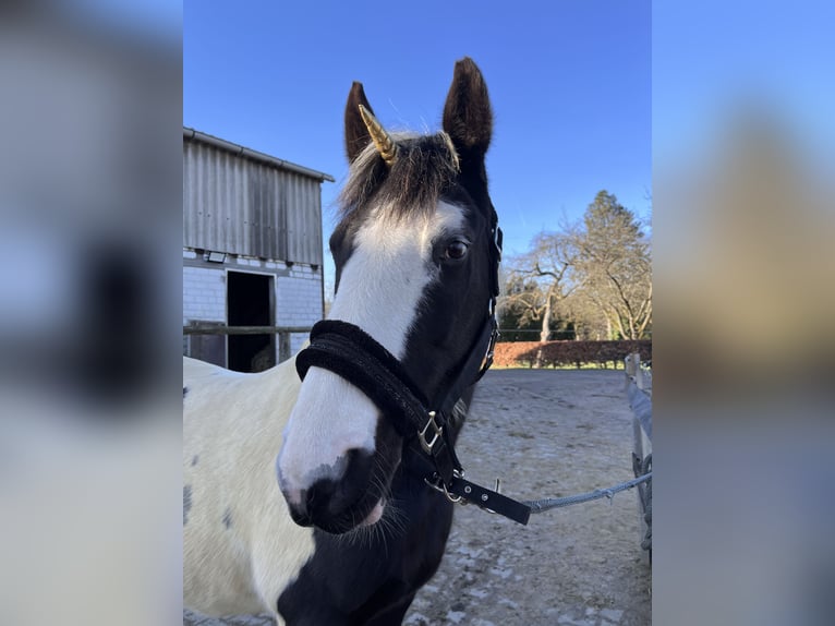 Pintos Jument 13 Ans 159 cm Pinto in HageN