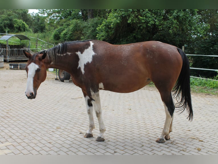 Pintos Jument 13 Ans 165 cm Bai brun in Remlingen