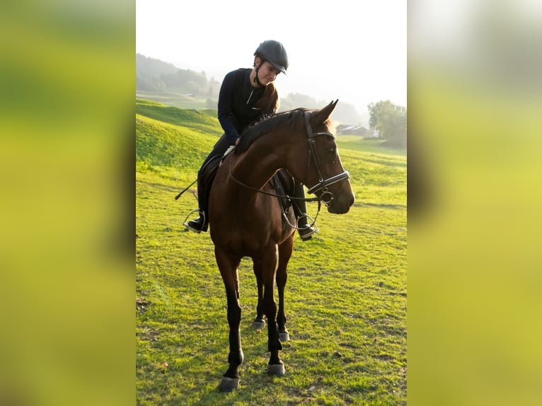 Pintos Croisé Jument 14 Ans 160 cm Bai in Obersaxen