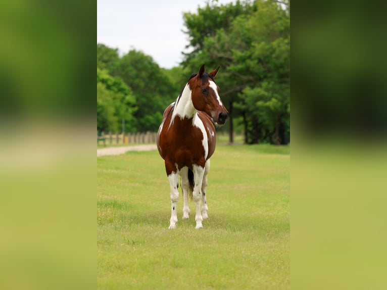 Pintos Jument 14 Ans Pinto in Forney