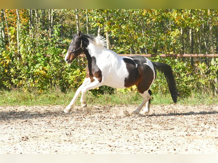Pintos Jument 15 Ans 165 cm Pinto in Salzburg