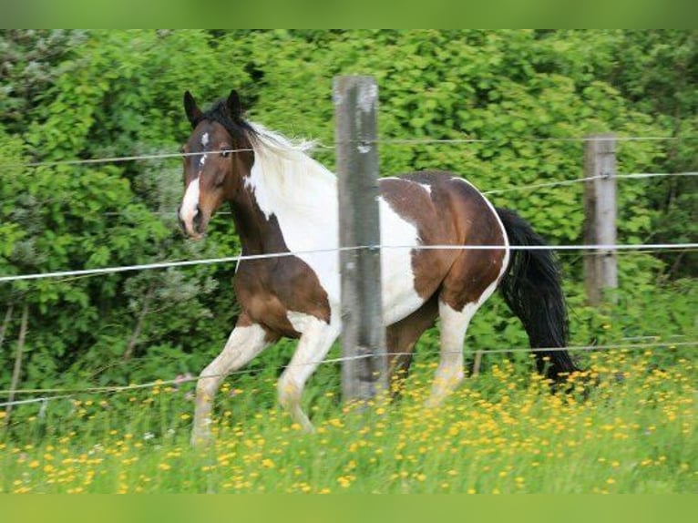 Pintos Jument 15 Ans 165 cm Pinto in Salzburg