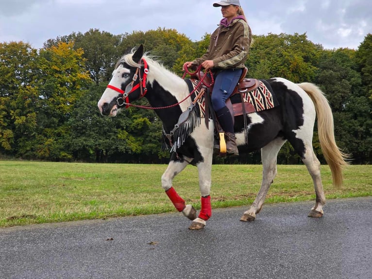 Pintos Jument 16 Ans 148 cm Pinto in Linkenbach