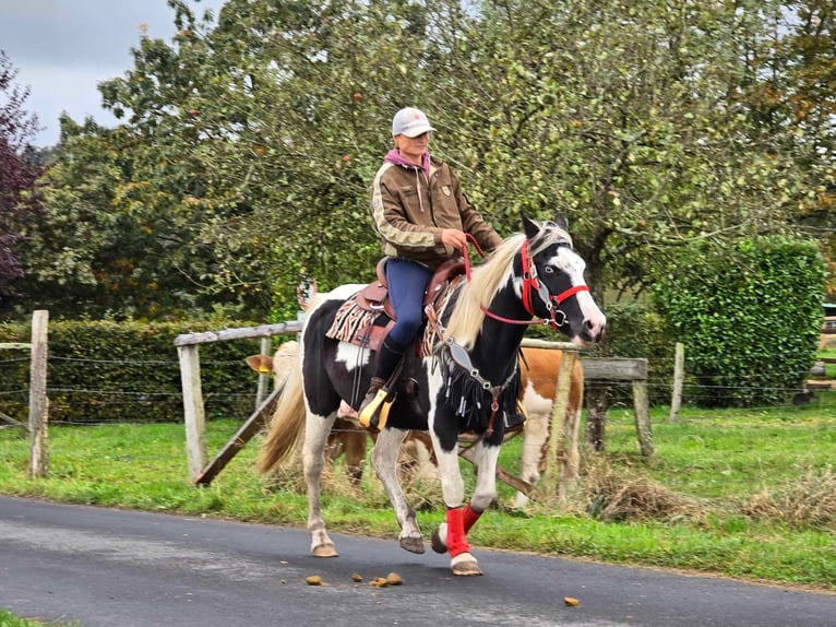 Pintos Jument 16 Ans 148 cm Pinto in Linkenbach