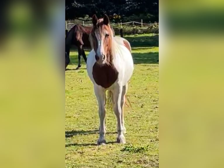 Pintos Croisé Jument 16 Ans 155 cm Pinto in Norderstedt
