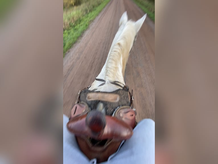 Pintos Croisé Jument 19 Ans 152 cm Pinto in North Branch , Minnesota