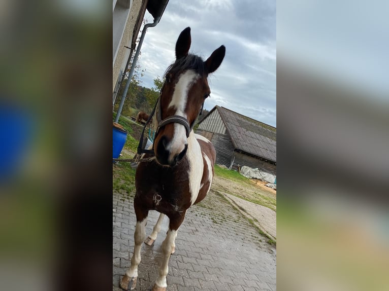 Pintos Jument 19 Ans 155 cm Pinto in Pielenhofen