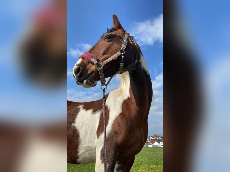 Pintos Jument 19 Ans 155 cm Pinto in Pielenhofen