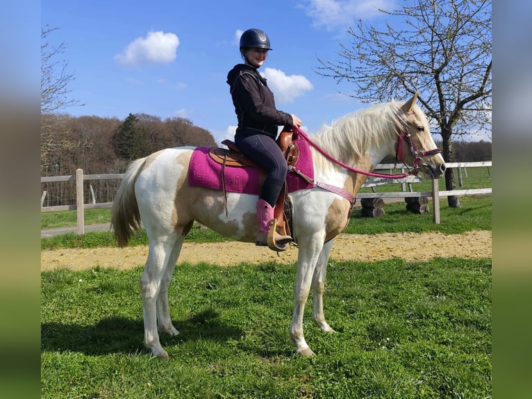 Pintos Jument 1 Année 155 cm Pinto in Linkenbach
