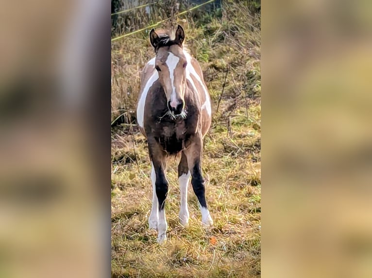 Pintos Jument 1 Année 155 cm Tobiano-toutes couleurs in Bernbeuren