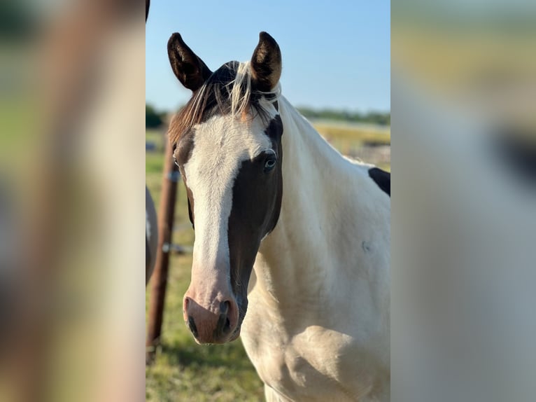 Pintos Jument 1 Année 165 cm Pinto in G&#xFC;sten